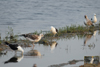 1cy fuscus in August, ringed in Finland. (81365 bytes)